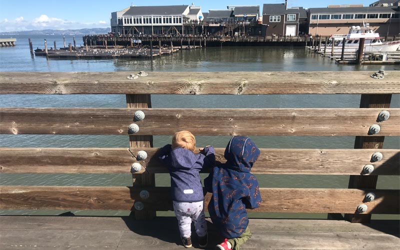 Blick auf die Seelöwen in San Francisco 