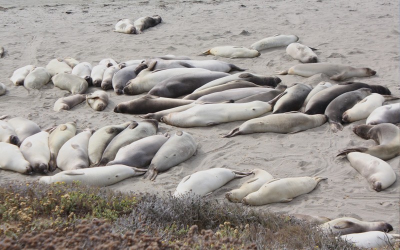 Elephant Seals San Simeon, Rundreise Kalifornien