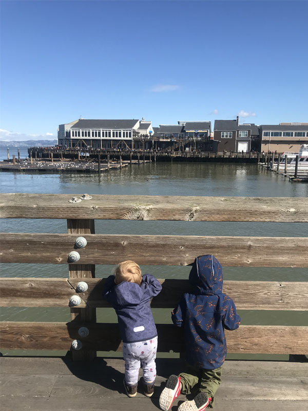 Blick auf die Sea Lions am Pier 39
