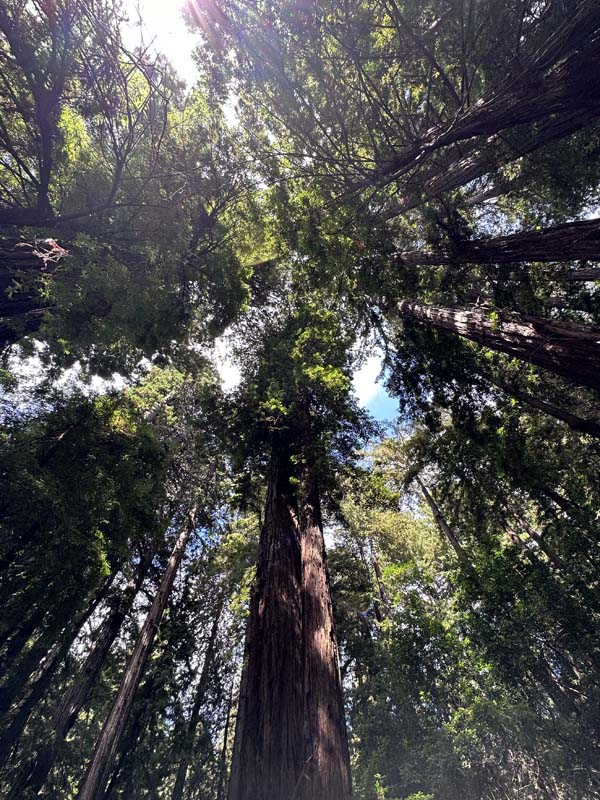 Muir Woods - wunderschöne Redwood Trees in San Francisco